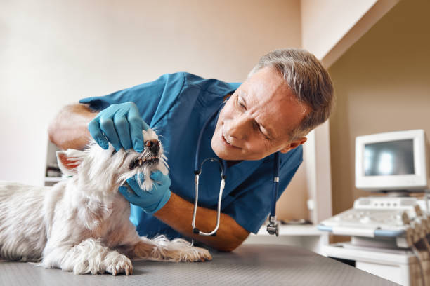 Best Emergency Dental Care for Broken or Chipped Teeth in Maine, WI